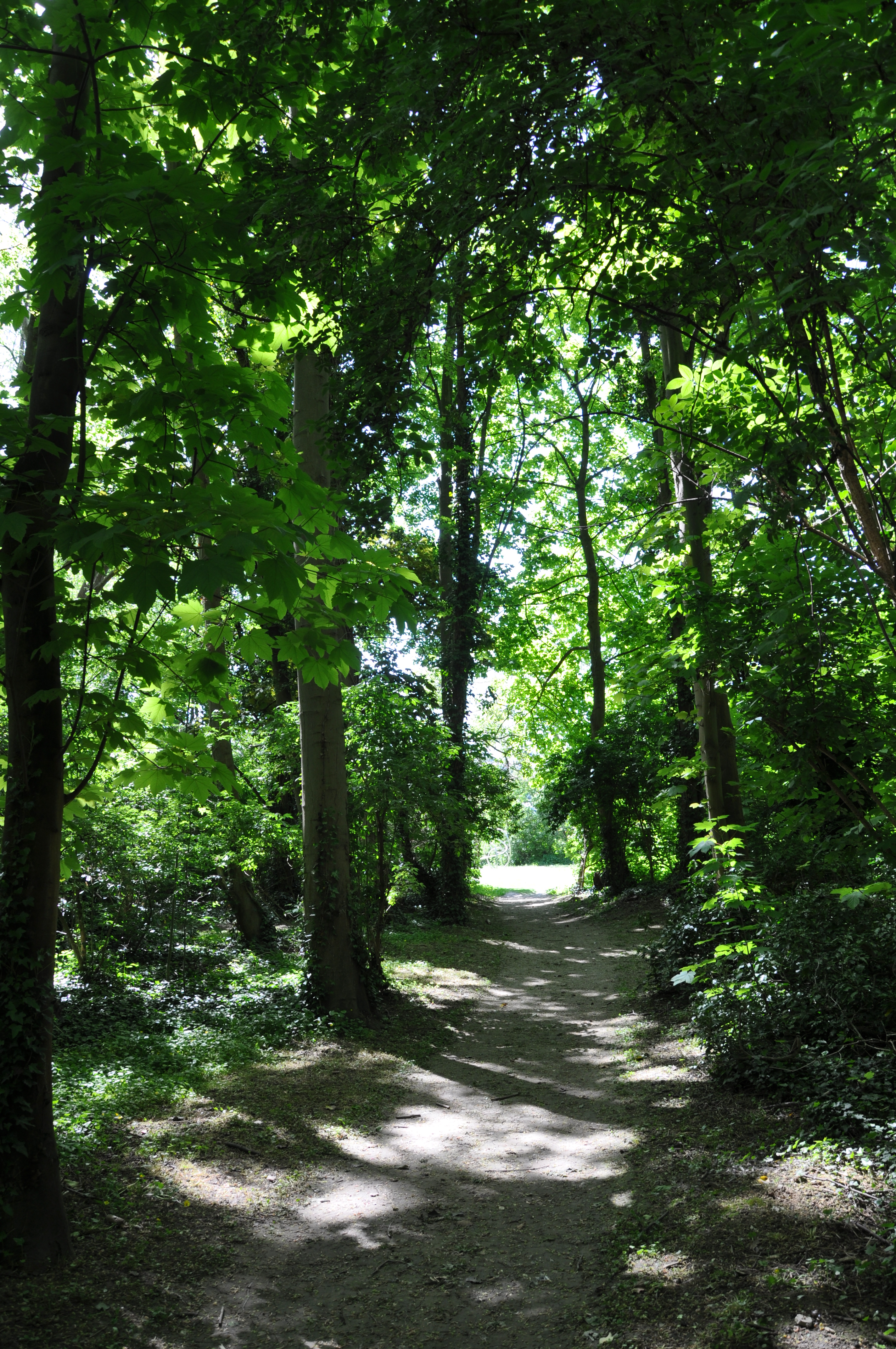 Après la vie secrète des arbres, les bains de forêt ont le