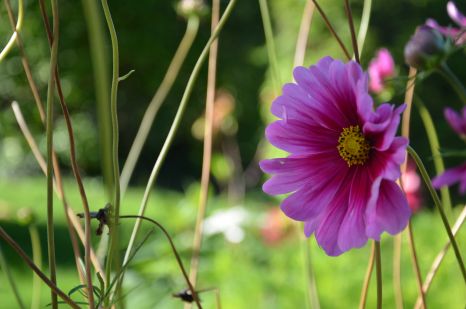 Jardin fleuri à Andrésy