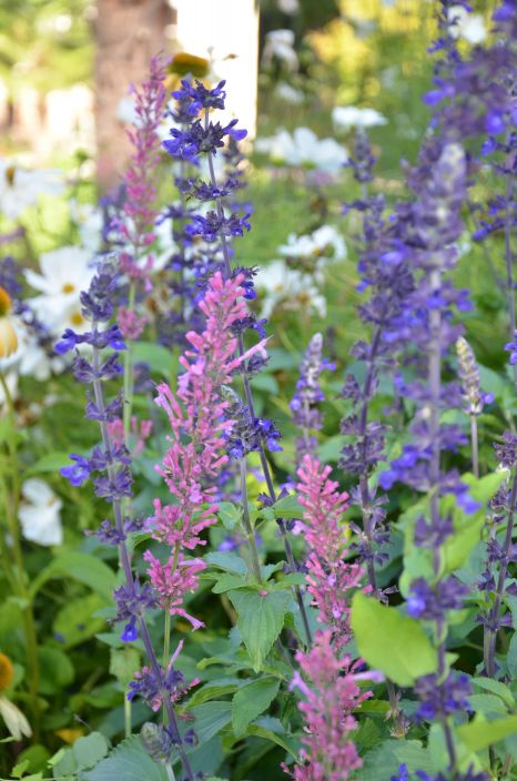 Fleurs sauvages à Andrésy