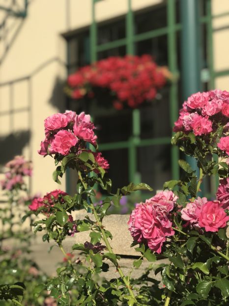 Roses en fleur devant l&#039;Espace Julien-Green à Andrésy