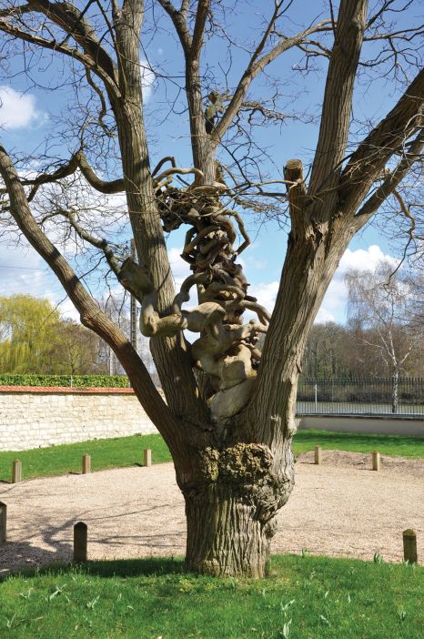 Le Sophora_Parc de la maison du Moussel